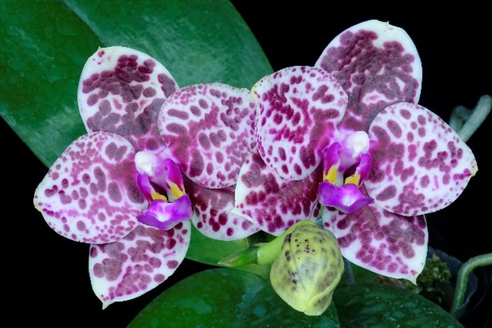Phalaenopsis Diamond 'Cluster'