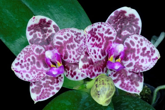 Phalaenopsis Diamond 'Cluster'