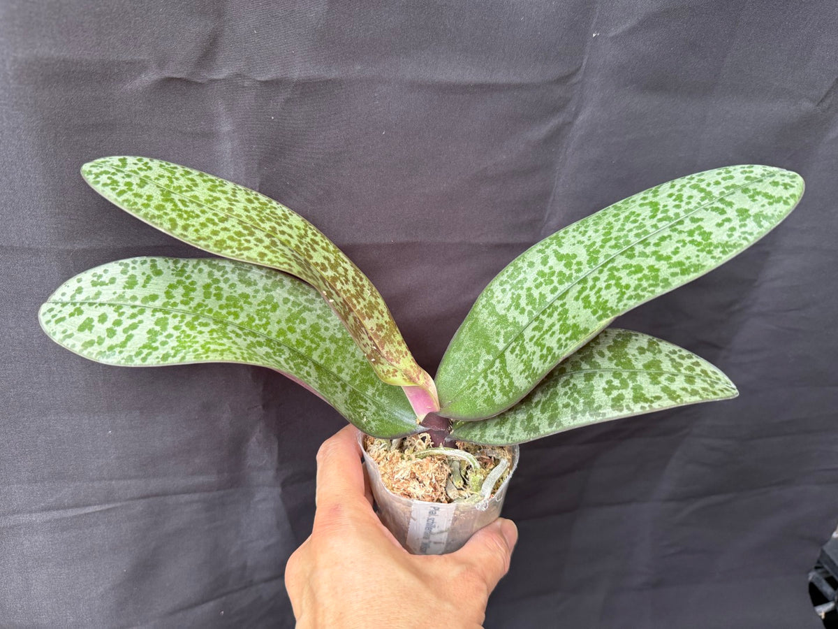 WP2610 Phalaenopsis schilleriana 'Wilson' Fragrant clone