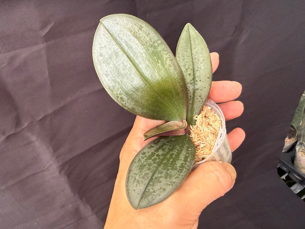 WP2624 Phalaenopsis sanderiana 'Wilson #516'