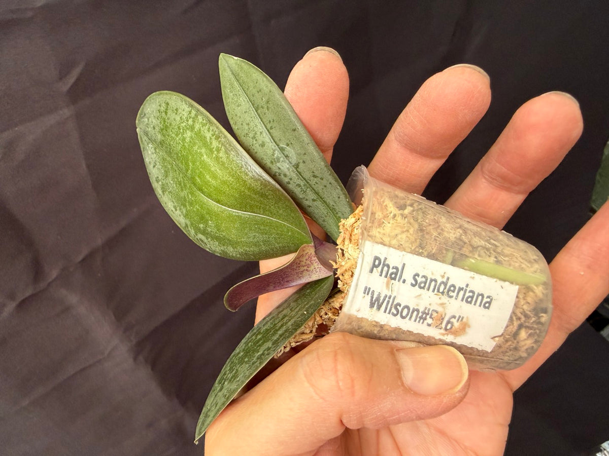 WP2624 Phalaenopsis sanderiana 'Wilson #516'