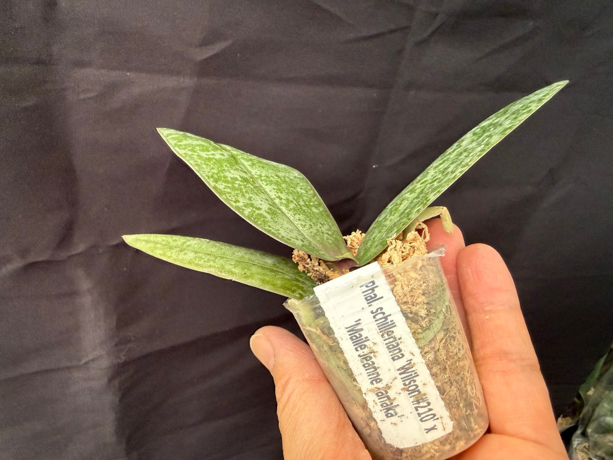 WP2626 Phalaenopsis schilleriana 'Wilson #210' x 'Maile Jeanne Tanaka'