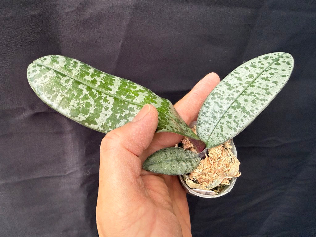 WP2628 Phalaenopsis schilleriana 'Wilson #7'