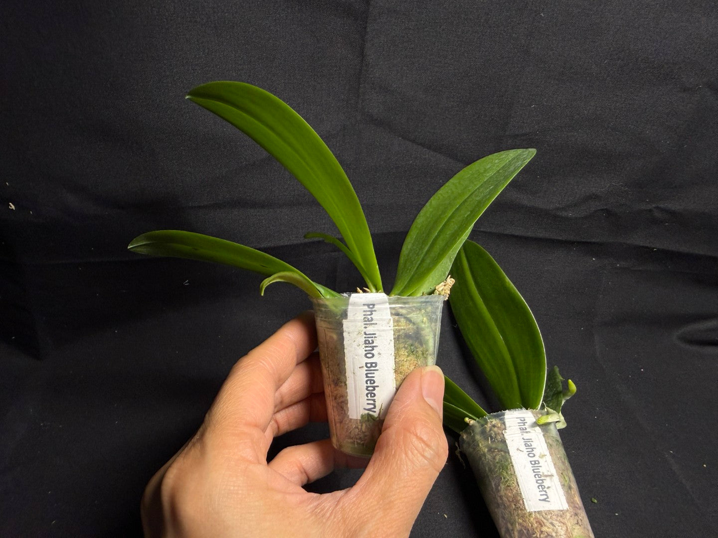 Phalaenopsis Jiaho Blueberry (Clone) Fragrant Spiking