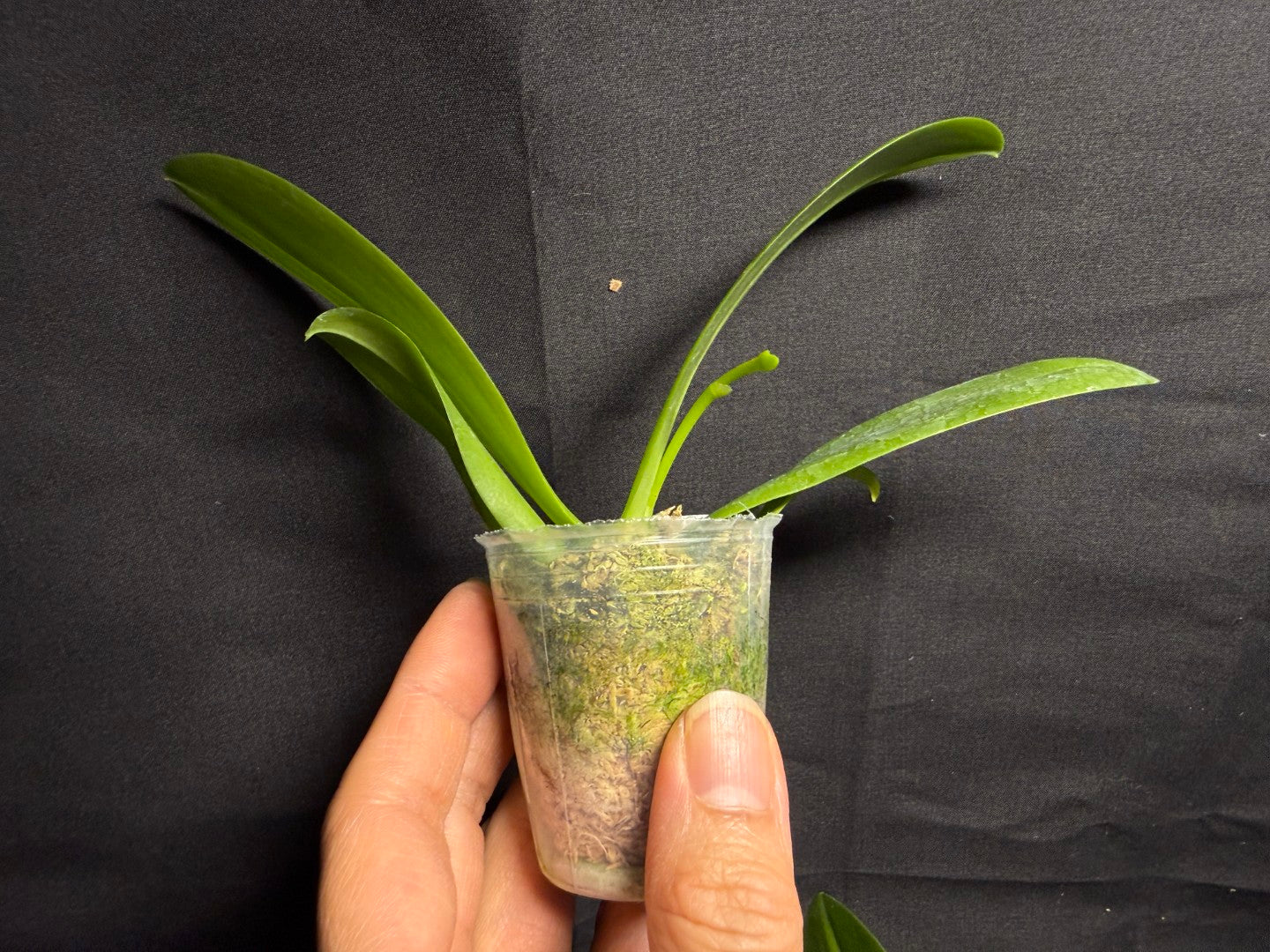 Phalaenopsis Jiaho Blueberry (Clone) Fragrant Spiking