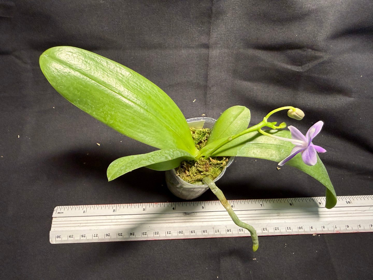 Phalaenopsis Jiaho Blueberry (Clone) Fragrant 260713 Flowering