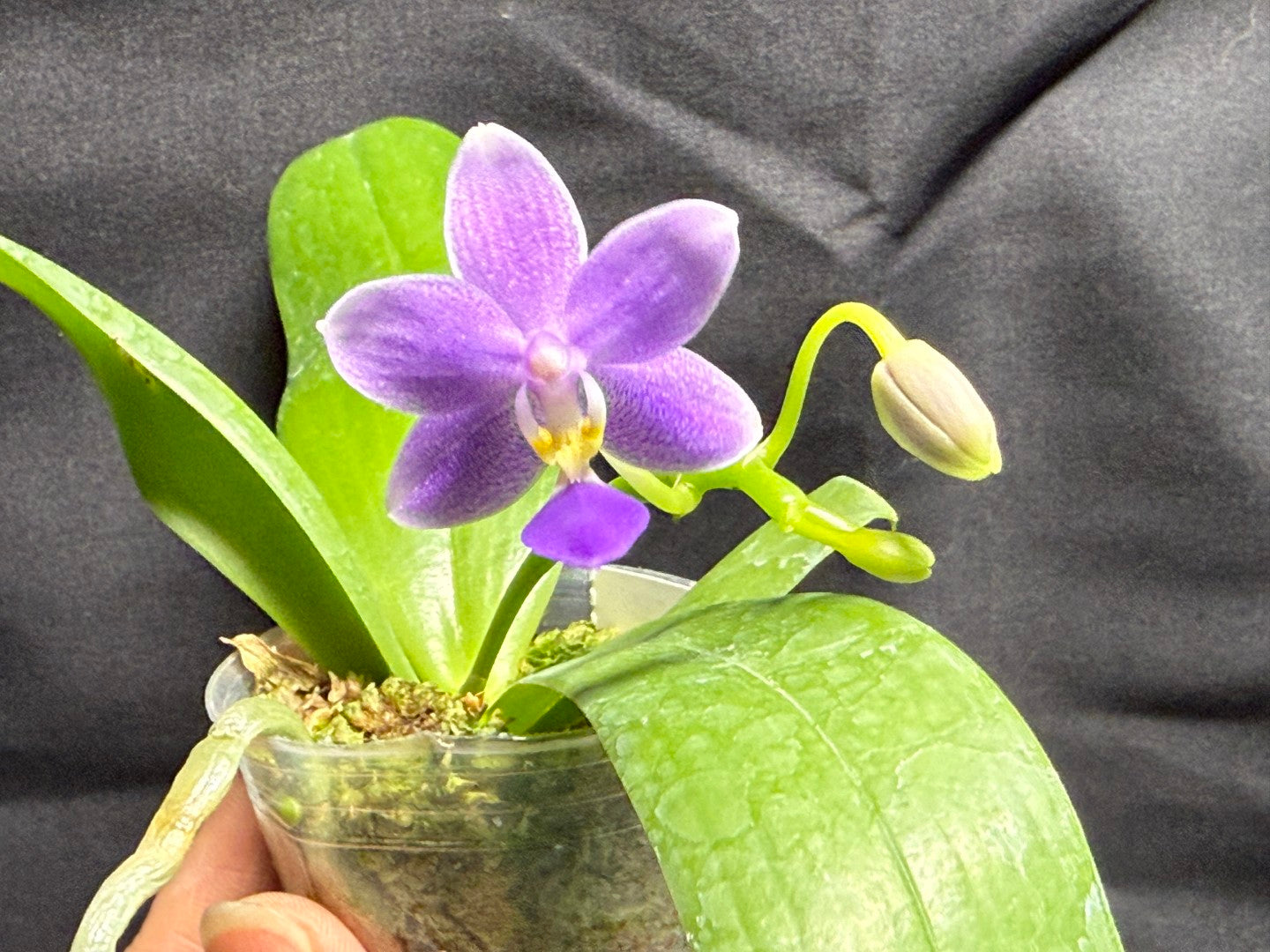 Phalaenopsis Jiaho Blueberry (Clone) Fragrant 260713 Flowering