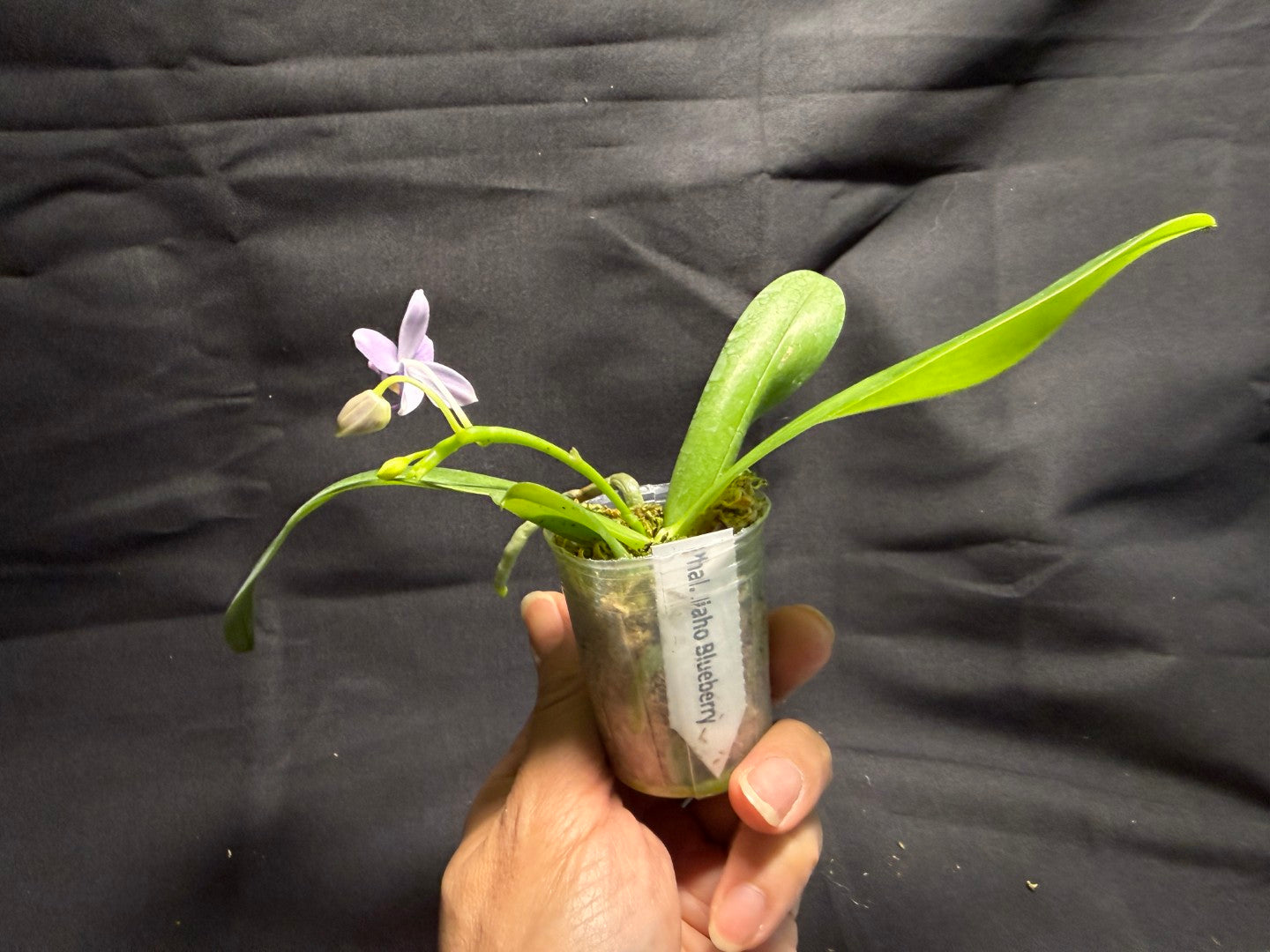 Phalaenopsis Jiaho Blueberry (Clone) Fragrant 260713 Flowering