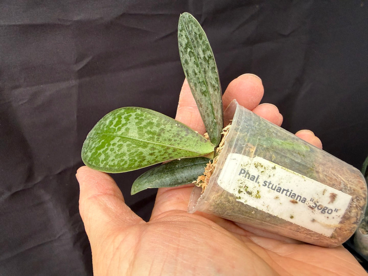 WP2647 Phalaenopsis stuartiana 'Sogo' HCC/AOS
