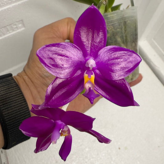 Phalaenopsis Pearl Super Coral 'Wilson' 250820 Flowering