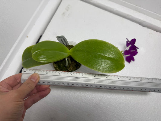 Phalaenopsis Pearl Super Coral 'Wilson' 250820 Flowering