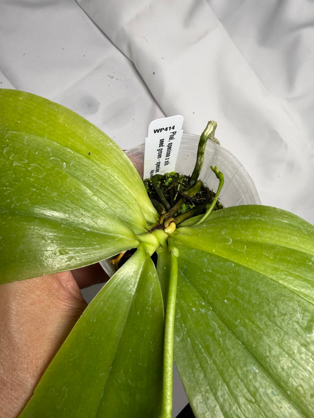 Phalaenopsis speciosa x sib, 251114 Flowering Seed Grown