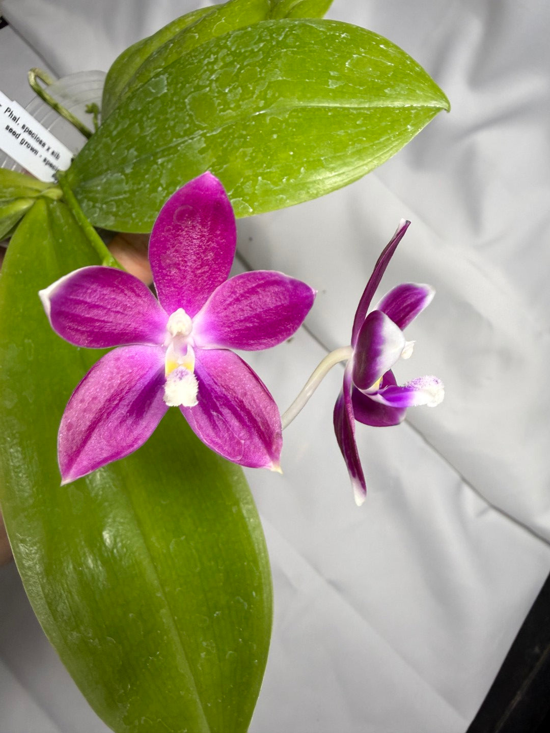 Phalaenopsis speciosa x sib, 251114 Flowering Seed Grown
