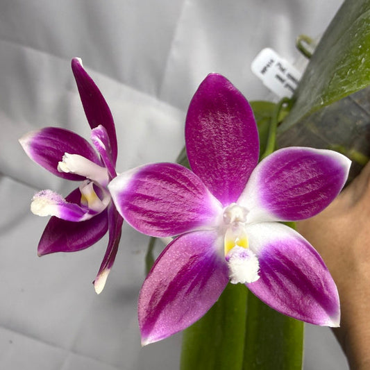 Phalaenopsis speciosa x sib, 251114 Flowering Seed Grown