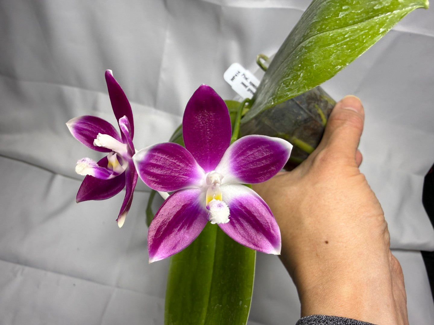 Phalaenopsis speciosa x sib, 251114 Flowering Seed Grown