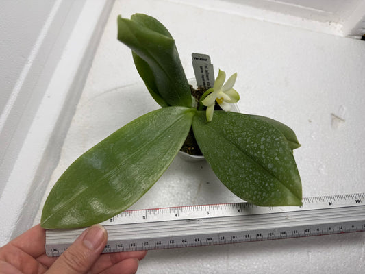 Phalaenopsis bellina var alba 'Wilson' x self 250917 Flowering