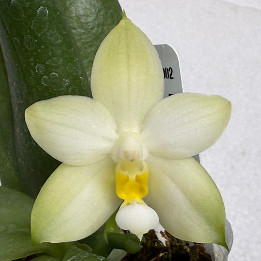 Phalaenopsis bellina var alba 'Wilson' x self 250917 Flowering