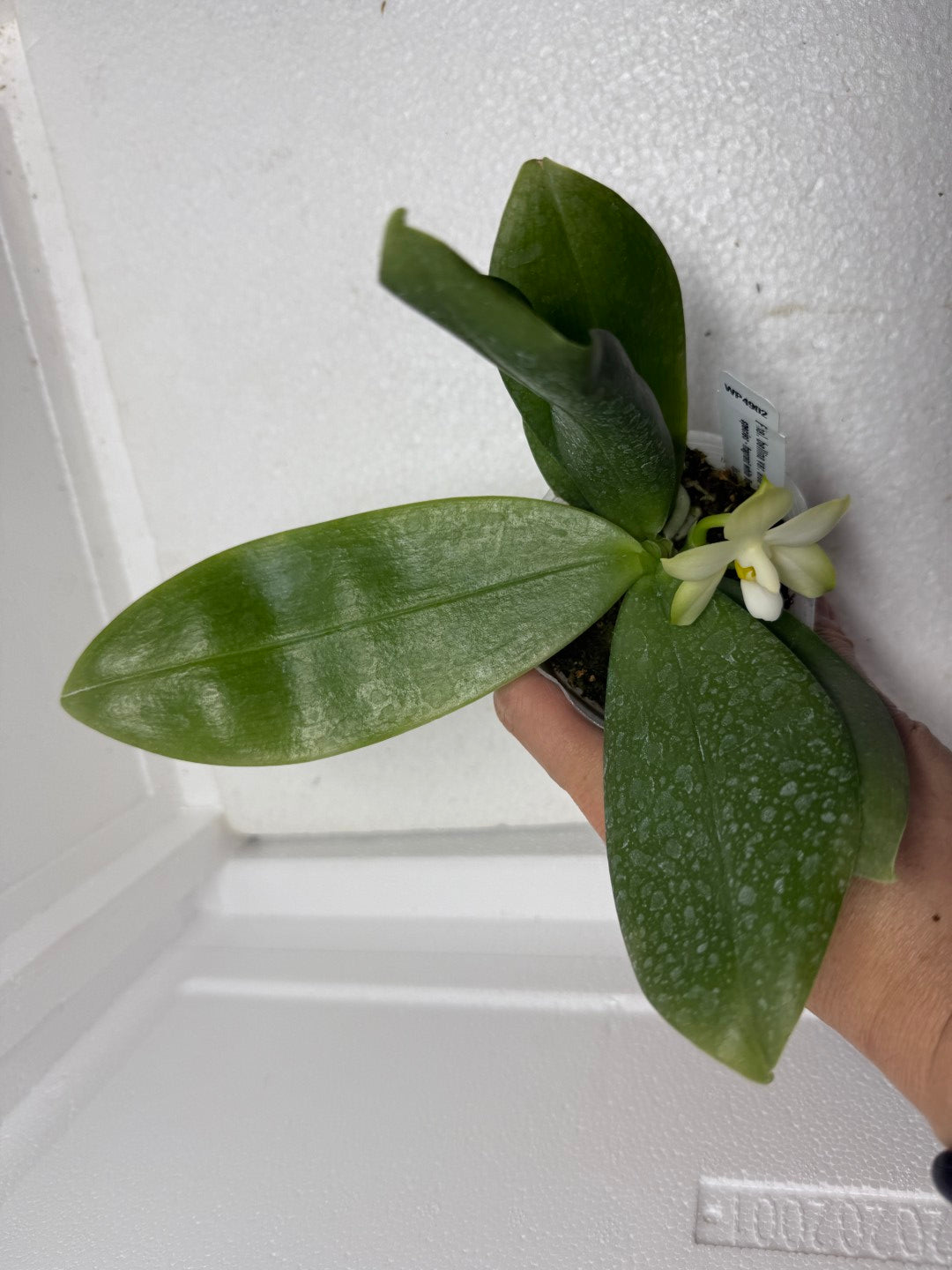 Phalaenopsis bellina var alba 'Wilson' x self 250917 Flowering