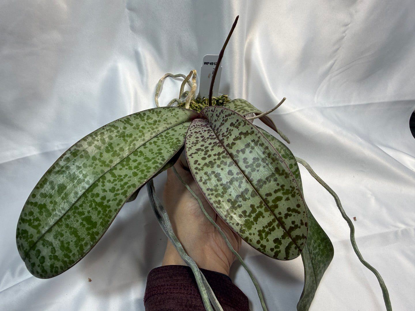 Phalaenopsis schilleriana 'Wison #210' 251207 Spiking