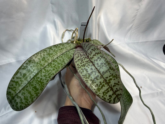 Phalaenopsis schilleriana 'Wison #210' 251207 Spiking