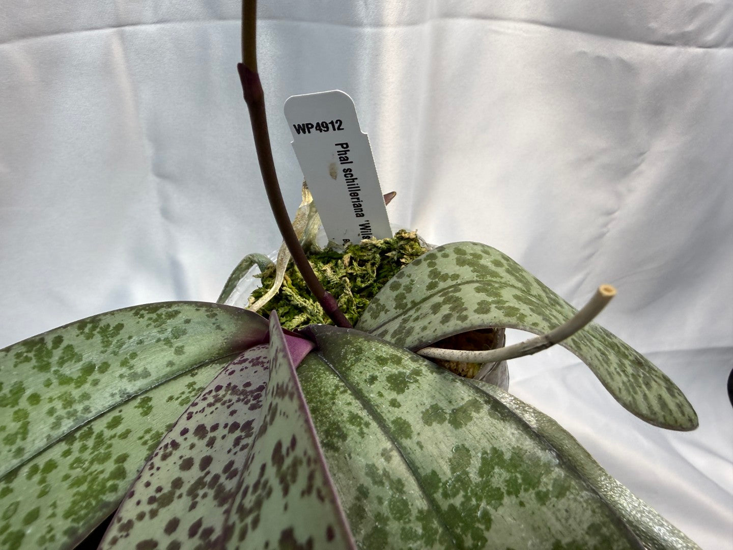 Phalaenopsis schilleriana 'Wison #210' 251207 Spiking