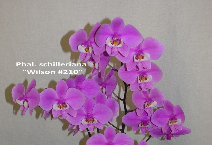 Phalaenopsis schilleriana 'Wison #210' Spiking