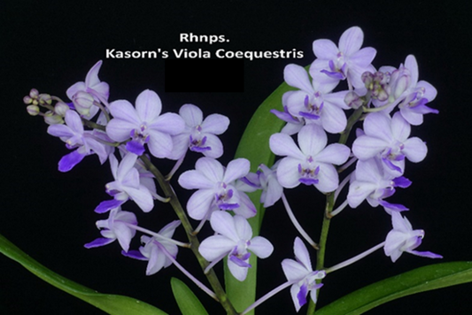 Rhynchonopsis Kasorn's Viola Coequestris 'Blue'