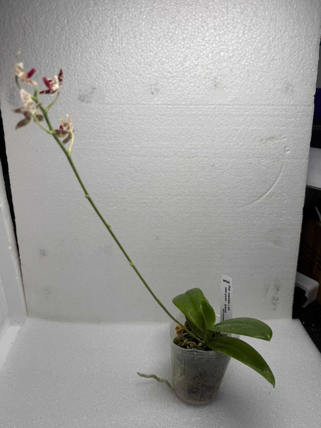 Phalaenopsis maculata 250712 Seed Grown