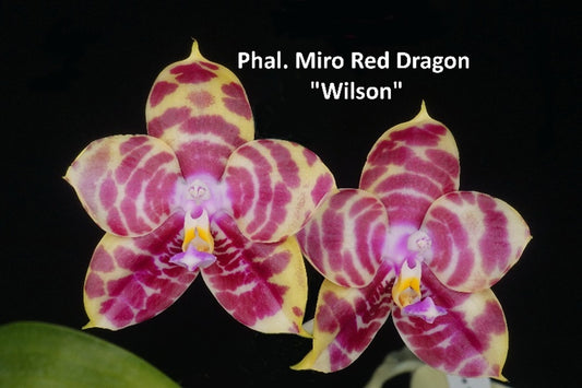 Phalaenopsis Miro Red Dragon 'Wilson'
