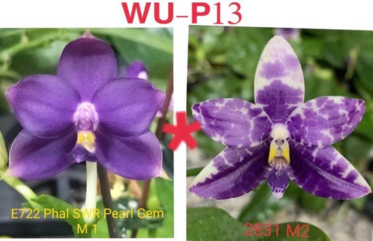 Phalaenopsis (SWR Pearl Gem 'M1' X Lioulin Blue Parrot) - Seedling