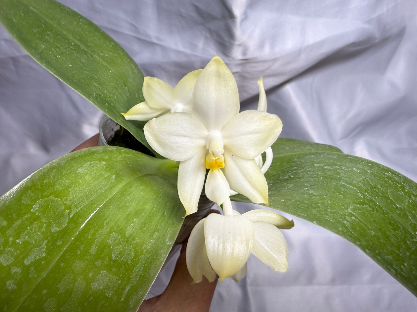 Phalaenopsis (Smiley Prince X Peter Blue Diamond) #11 260811 Flowering Seed Grown