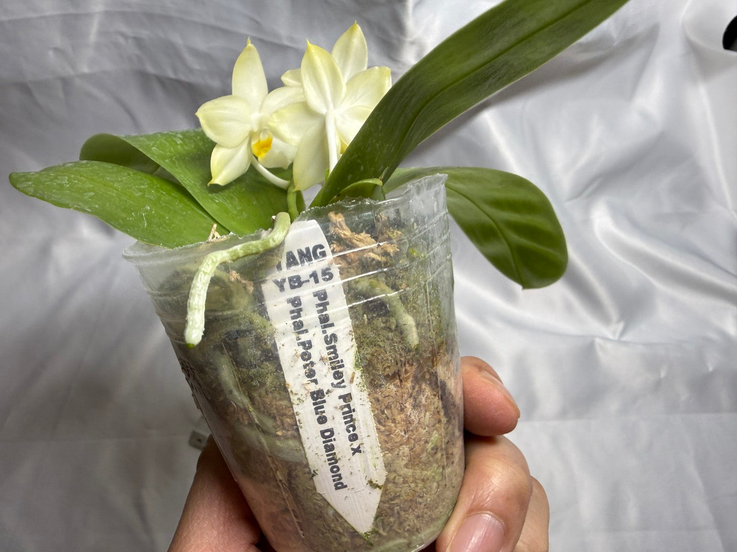 Phalaenopsis (Smiley Prince X Peter Blue Diamond) #11 260811 Flowering Seed Grown