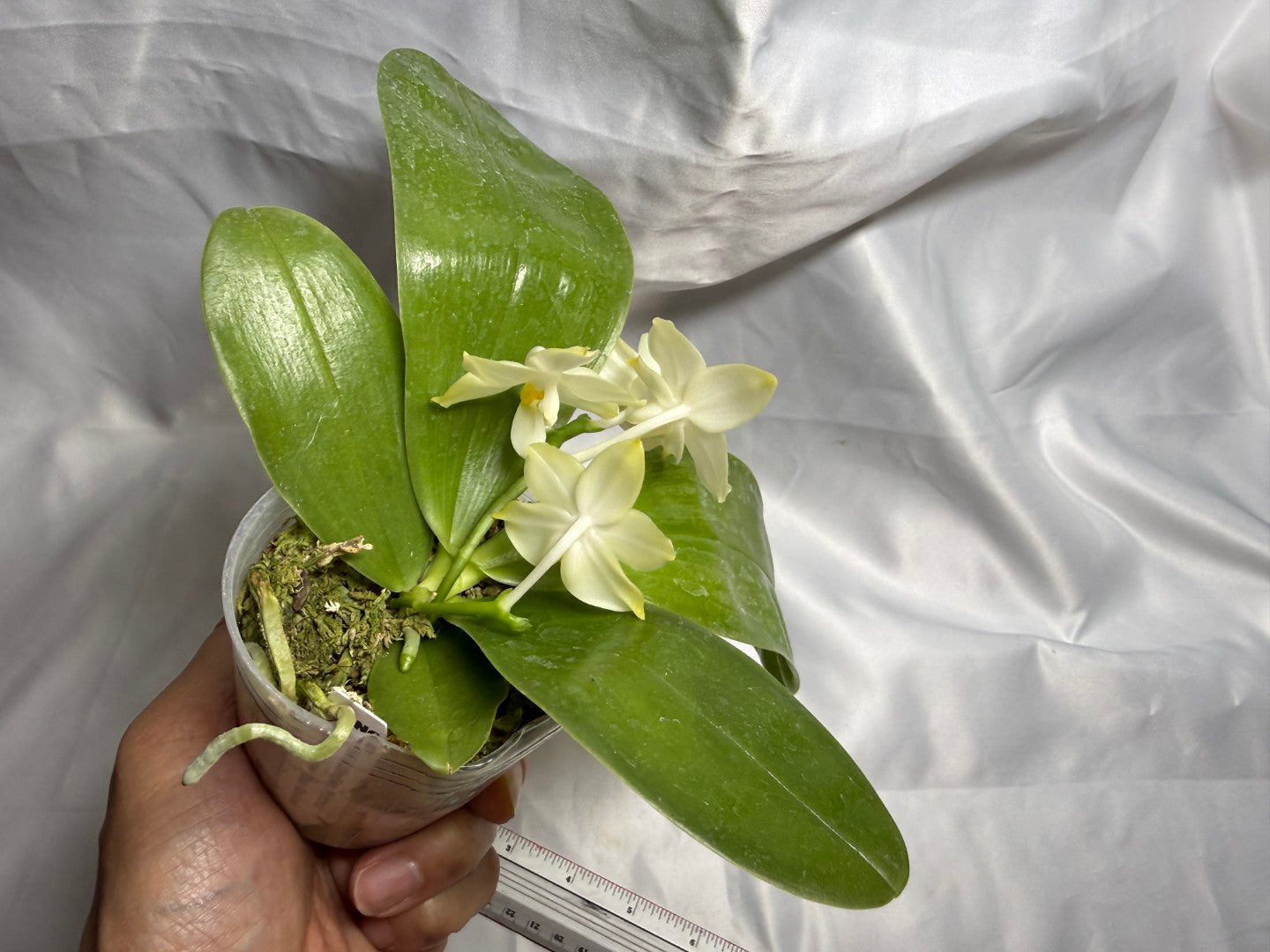 Phalaenopsis (Smiley Prince X Peter Blue Diamond) #11 260811 Flowering Seed Grown