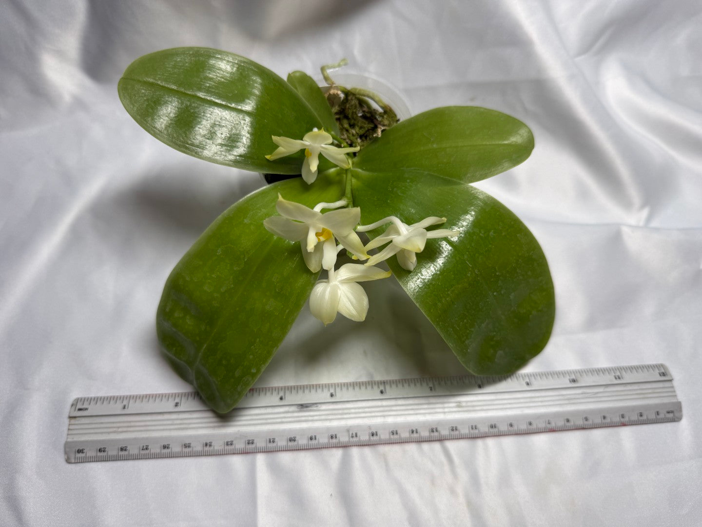 Phalaenopsis (Smiley Prince X Peter Blue Diamond) #11 260811 Flowering Seed Grown