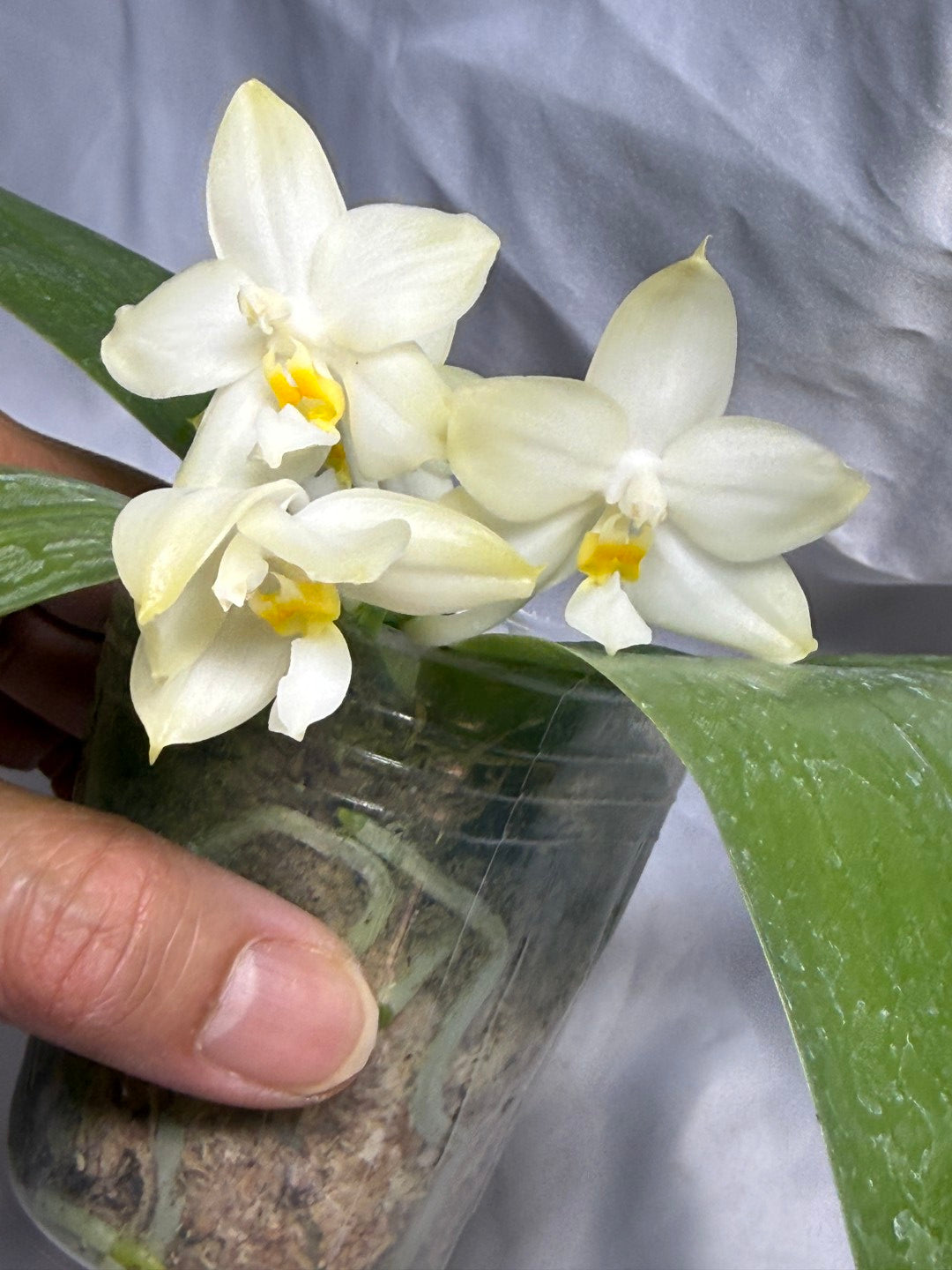 Phalaenopsis (Smiley Prince X Peter Blue Diamond) #11 260811 Flowering Seed Grown