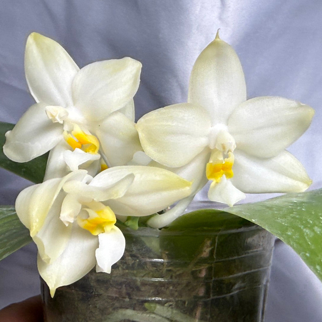 Phalaenopsis (Smiley Prince X Peter Blue Diamond) #11 260811 Flowering Seed Grown