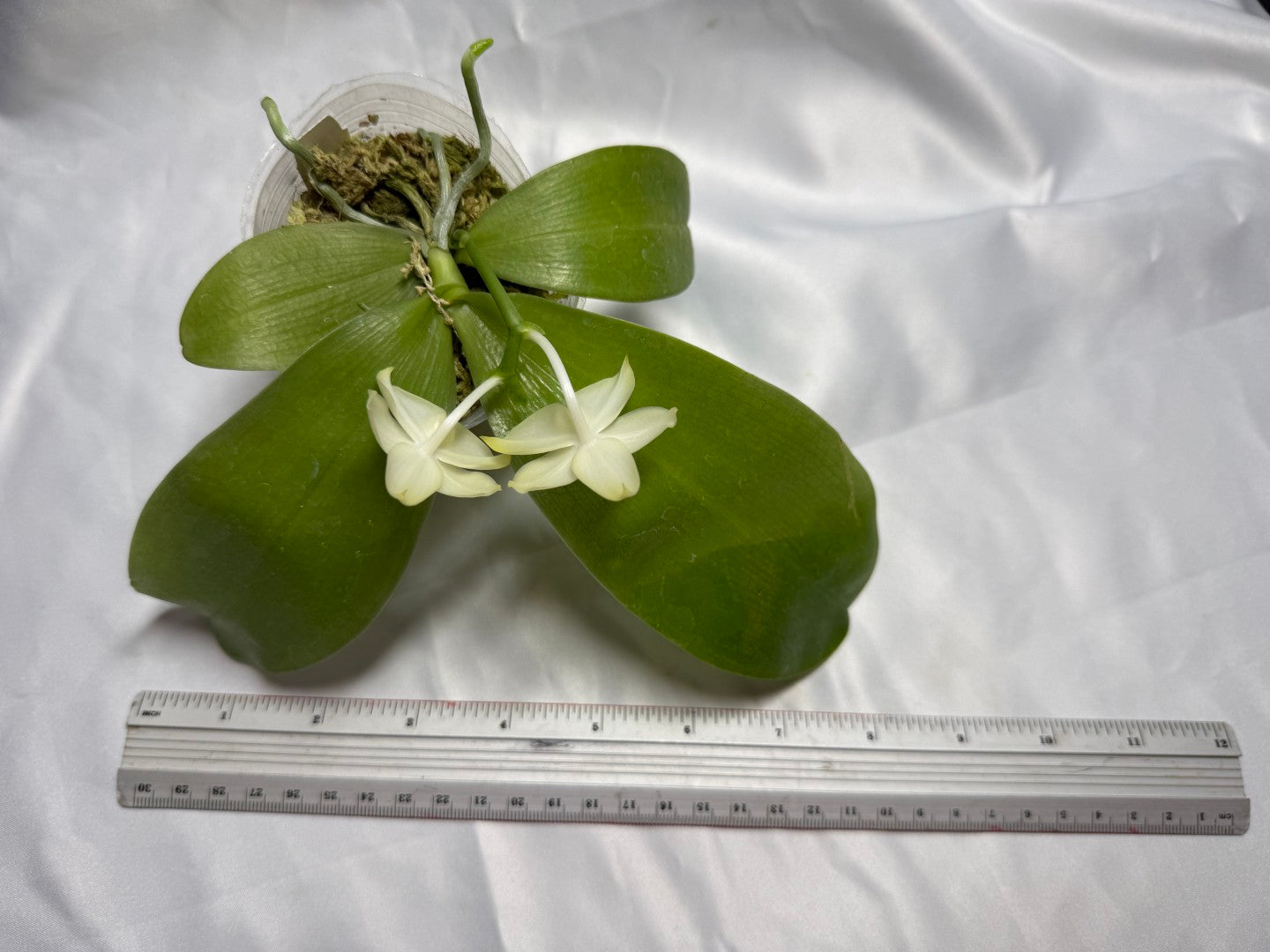 Phalaenopsis (Smiley Prince X Peter Blue Diamond) #12 260811 Flowering Seed Grown
