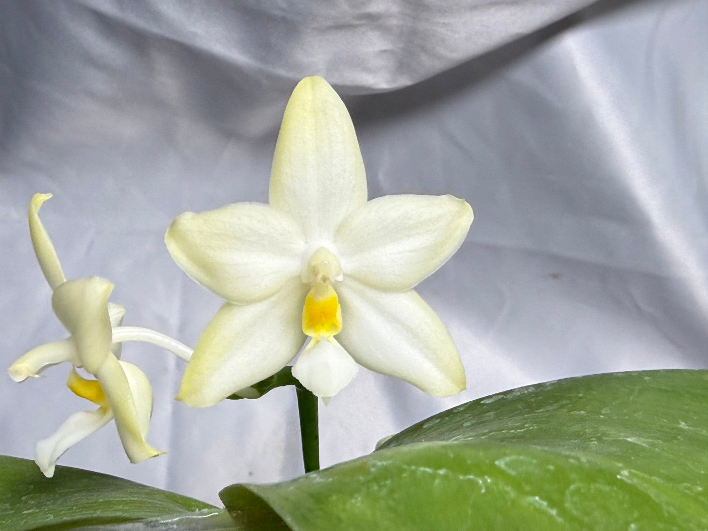 Phalaenopsis (Smiley Prince X Peter Blue Diamond) #12 260811 Flowering Seed Grown
