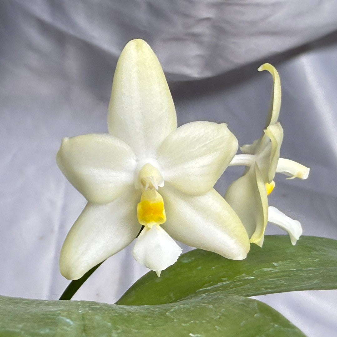 A close-up of a white orchid flower with a bright yellow center and green leaves, set against a draped light gray fabric background.