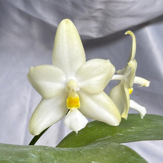 A close-up of a white orchid flower with a bright yellow center and green leaves, set against a draped light gray fabric background.