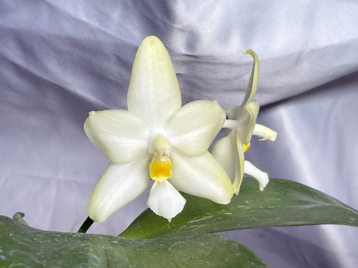 Phalaenopsis (Smiley Prince X Peter Blue Diamond) #12 260811 Flowering Seed Grown