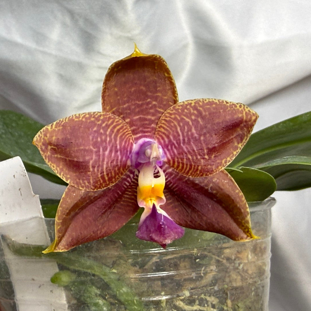 Phalaenopsis (Smiley Prince X Peter Blue Diamond) #13 260811 Flowering Seed Grown