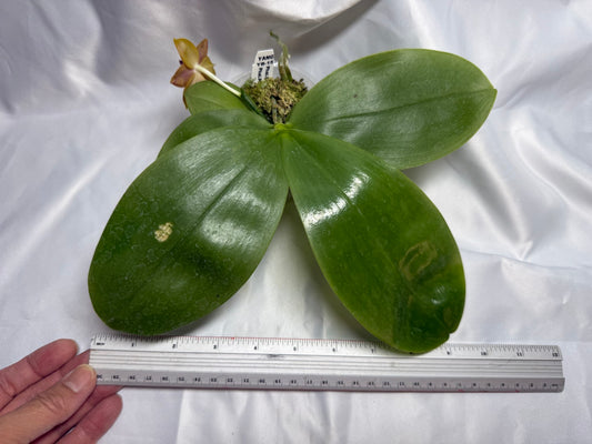 Phalaenopsis (Smiley Prince X Peter Blue Diamond) #13 260811 Flowering Seed Grown