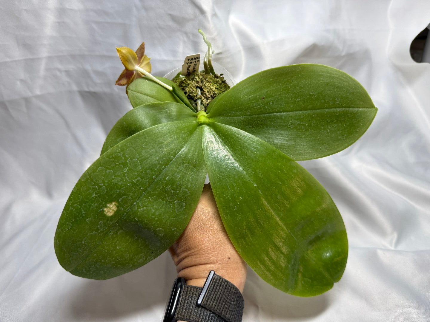 Phalaenopsis (Smiley Prince X Peter Blue Diamond) #13 260811 Flowering Seed Grown
