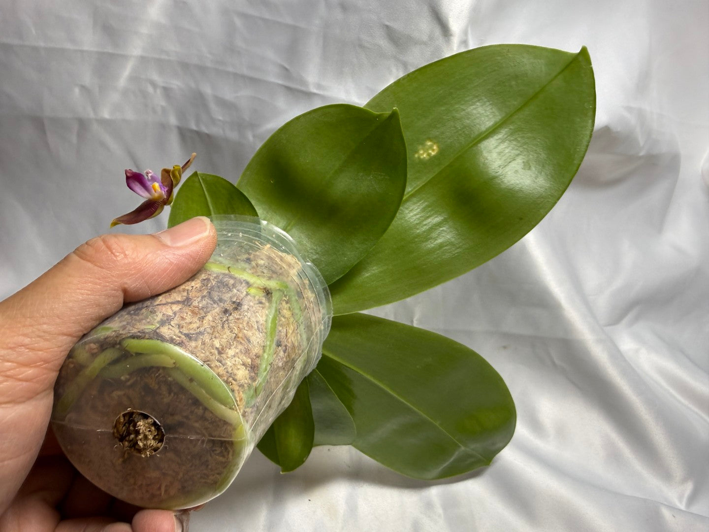 Phalaenopsis (Smiley Prince X Peter Blue Diamond) #13 260811 Flowering Seed Grown