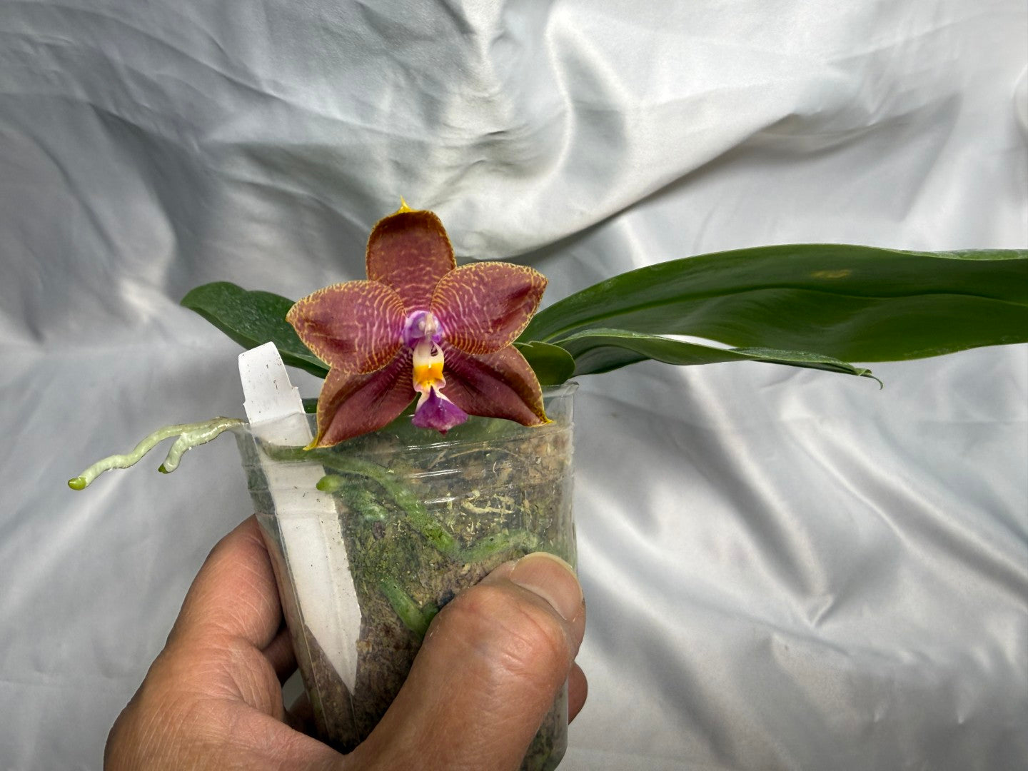 Phalaenopsis (Smiley Prince X Peter Blue Diamond) #13 260811 Flowering Seed Grown