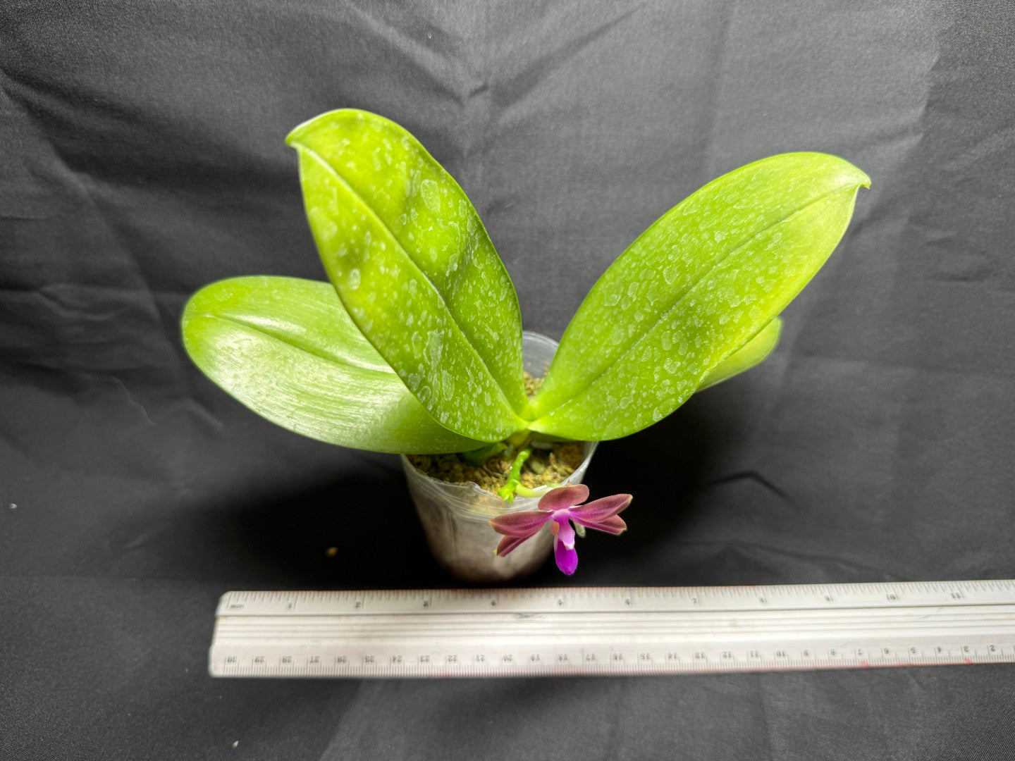 YB-15 Phalaenopsis (Smiley Prince X Peter Blue Diamond) #14 260825 Flowering Seed Grown