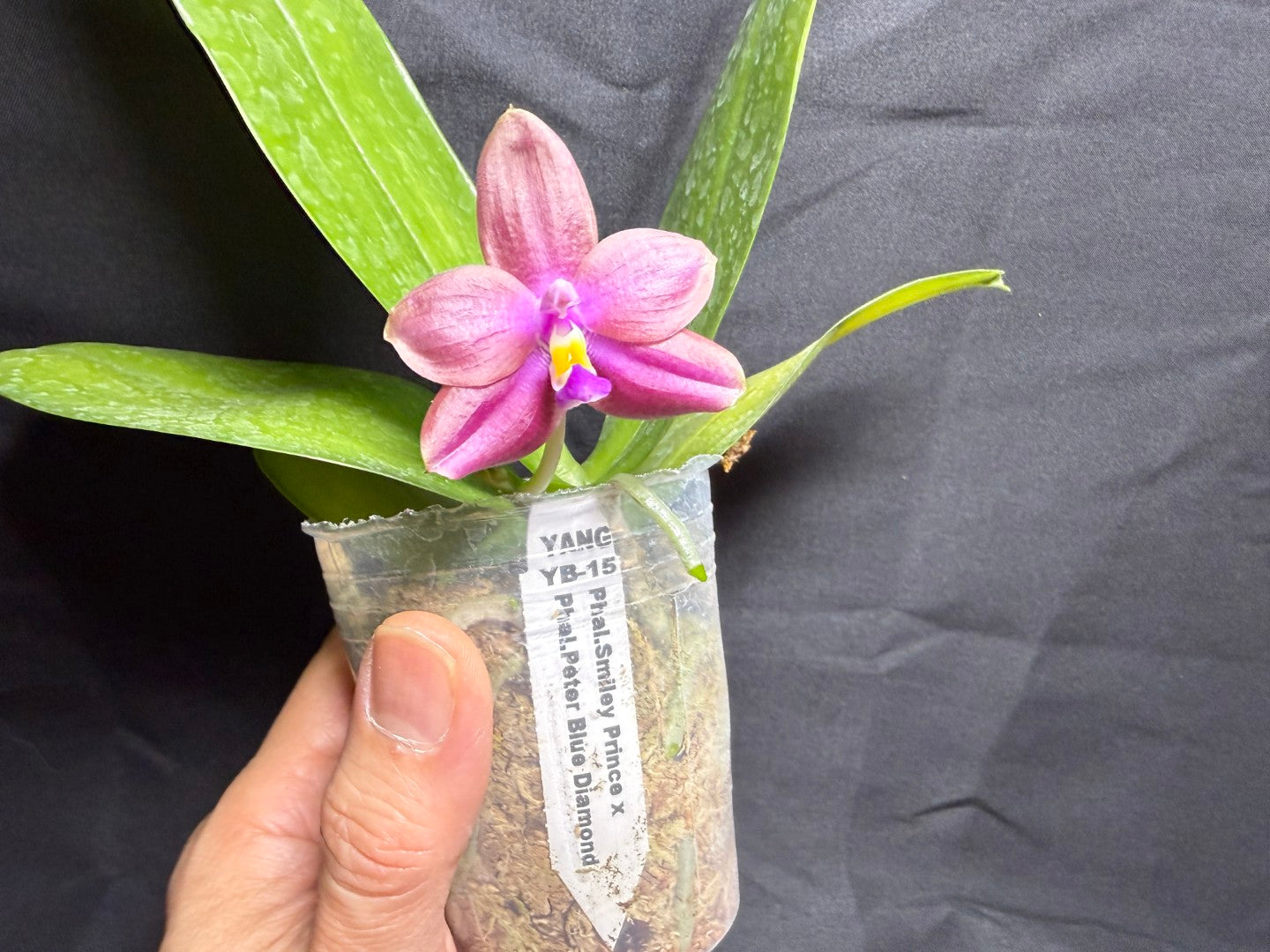 YB-15 Phalaenopsis (Smiley Prince X Peter Blue Diamond) #14 260825 Flowering Seed Grown