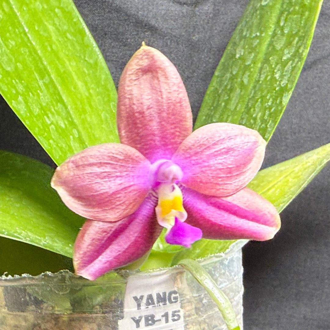 A pink and purple Phalaenopsis orchid flower in a small clear plastic nursery pot with green leaves, photographed against a dark gray background.