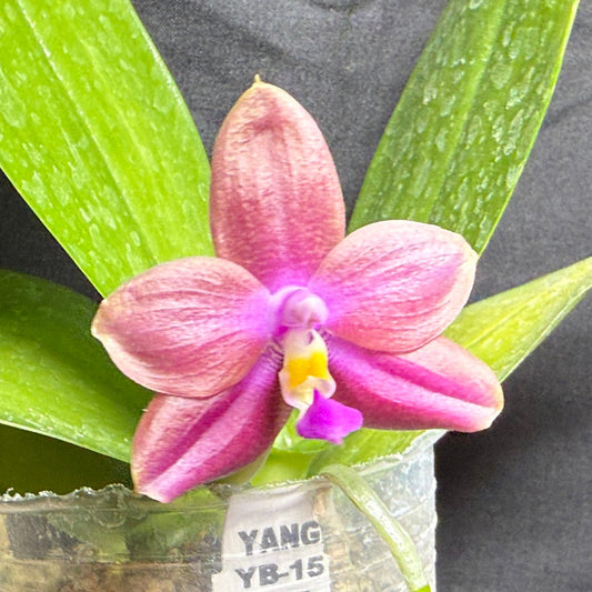 A pink and purple Phalaenopsis orchid flower in a small clear plastic nursery pot with green leaves, photographed against a dark gray background.